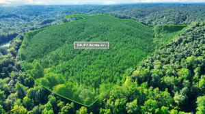 Hunting Land for Sale in Alabama